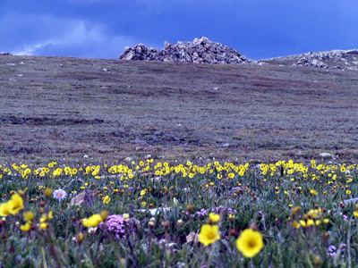 202-rockymtn