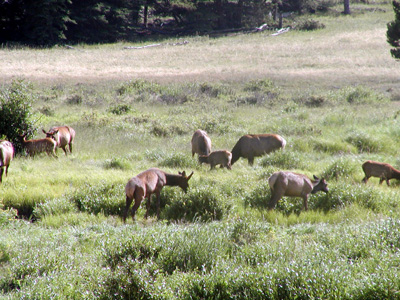 223-rockymtn