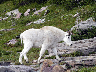 220-glacier