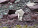 212-glacier
