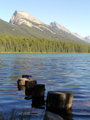 301-jasper