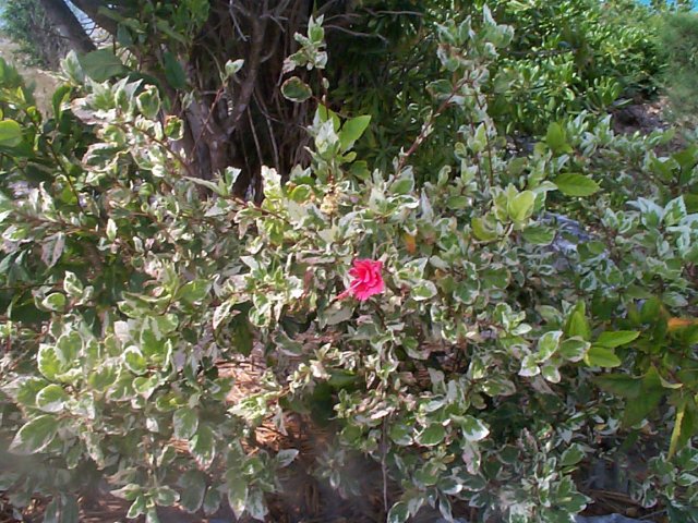 DCP00725_001