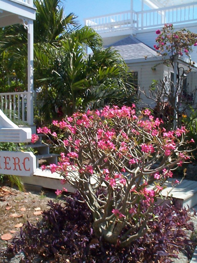 Elbow_Cay_025