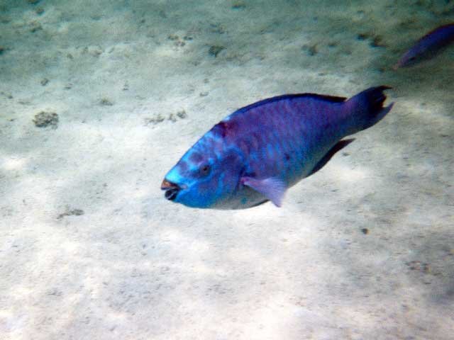1239700_R1_058_27A