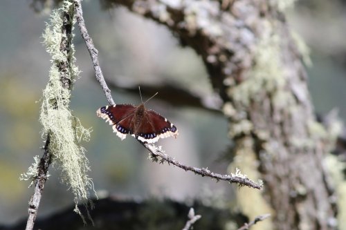 IMG_5435