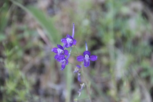 IMG_5538