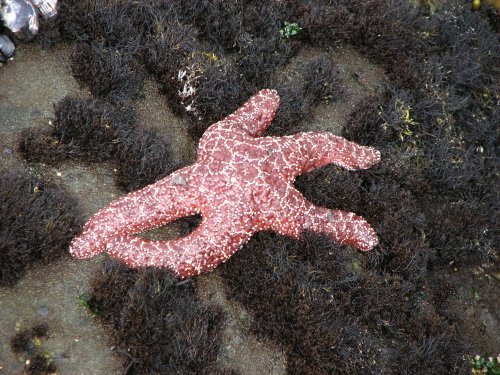 Starfish