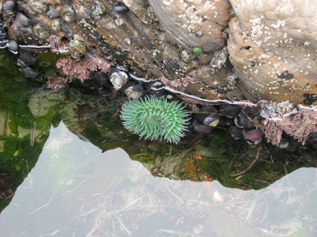 Anemone