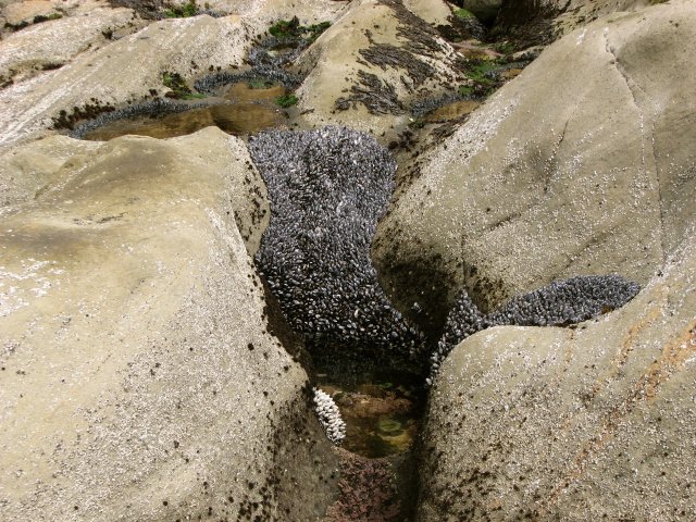 Mussels