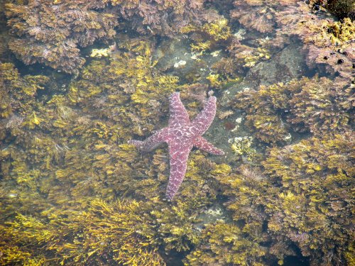 Starfish