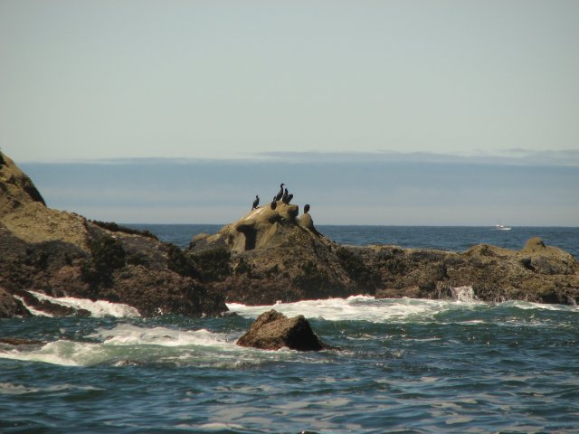 Cormorants