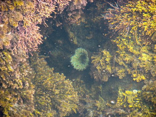 Anemone