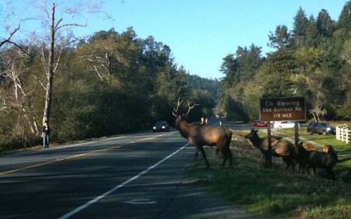 Elk can't read