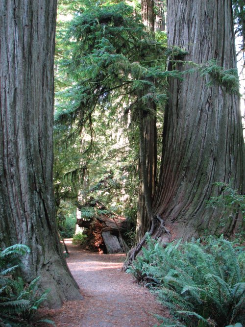 Simpson Grove