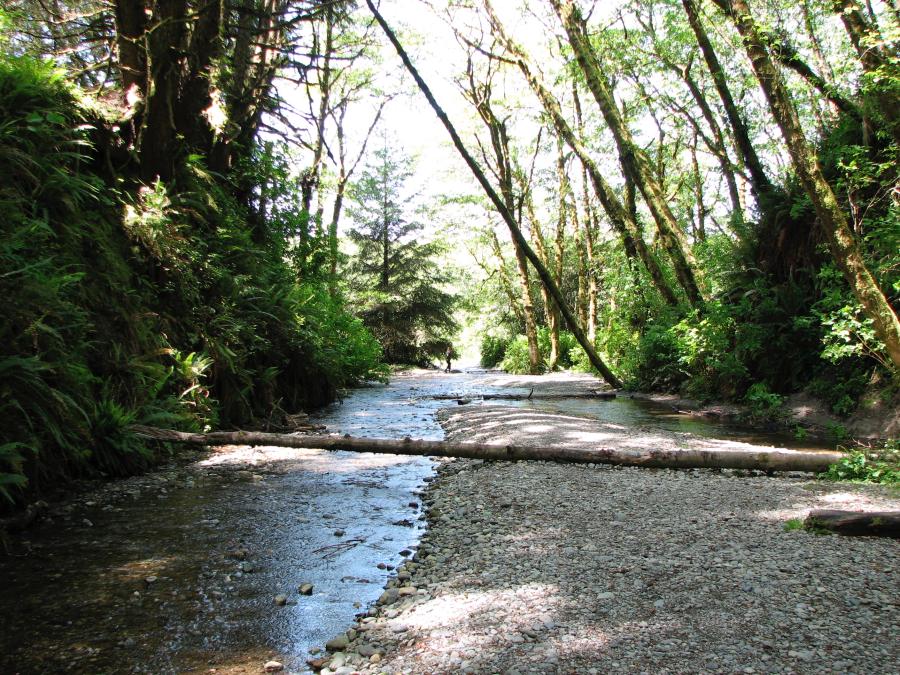 Redwoods