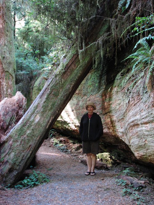The same fallen tree