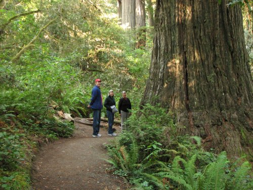 Peter, Sharon and Marina - Redwoods