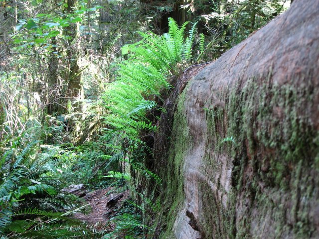 Ferns