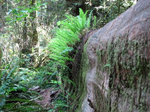 Ferns