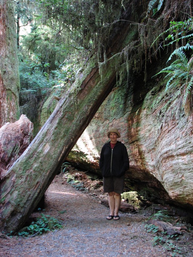 The same fallen tree