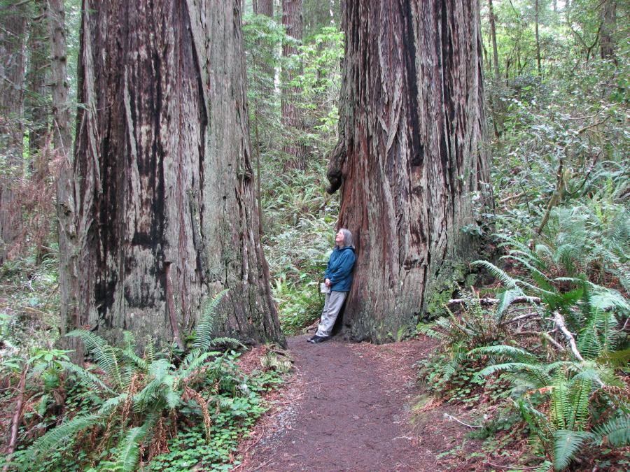 Redwoods
