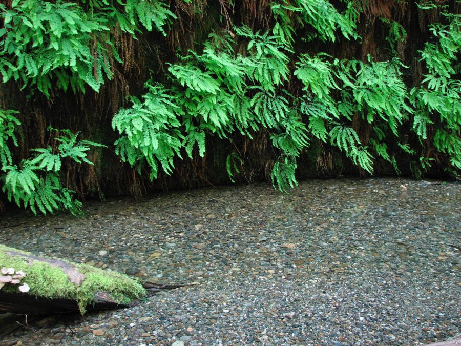Redwoods