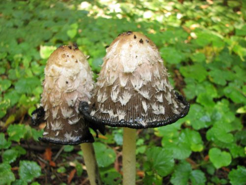 Mushrooms