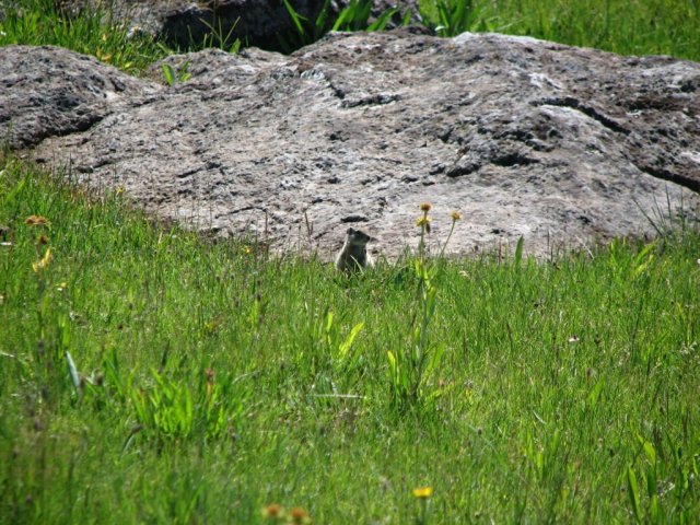 Marmot