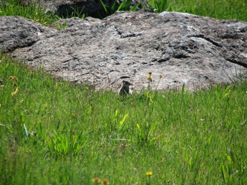 Marmot