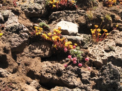 Flowers everywhere
