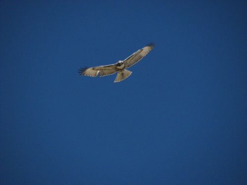 Hawk