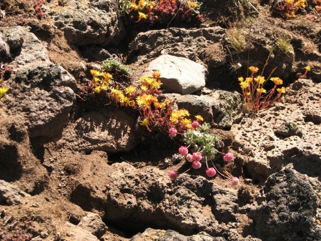 Flowers everywhere
