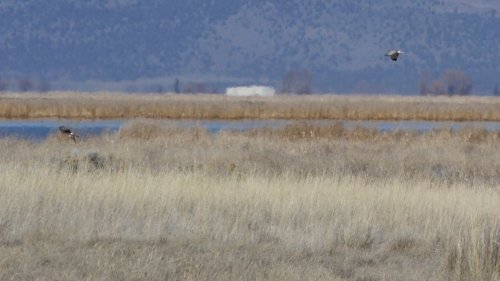 IMG_2968