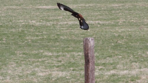 IMG_2618