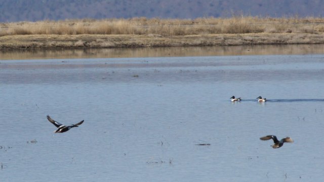 IMG_2642