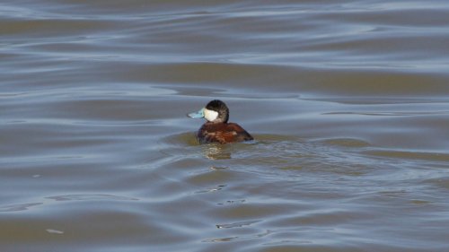 IMG_2906