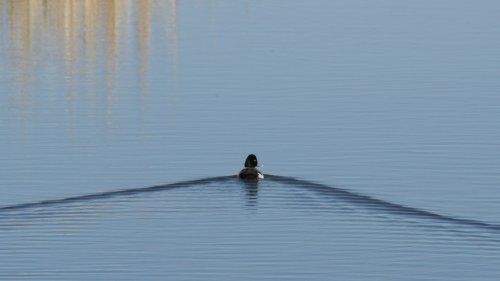 IMG_2979