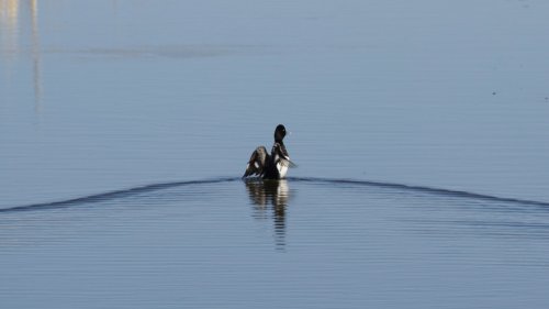IMG_2981