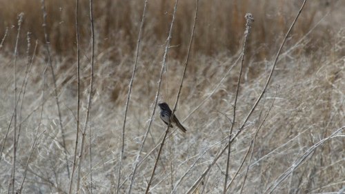 IMG_2934