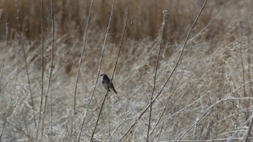 IMG_2936