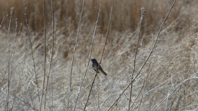 IMG_2934