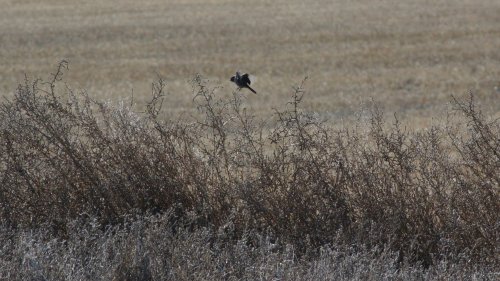 IMG_2590