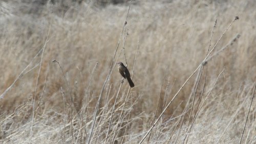IMG_2949