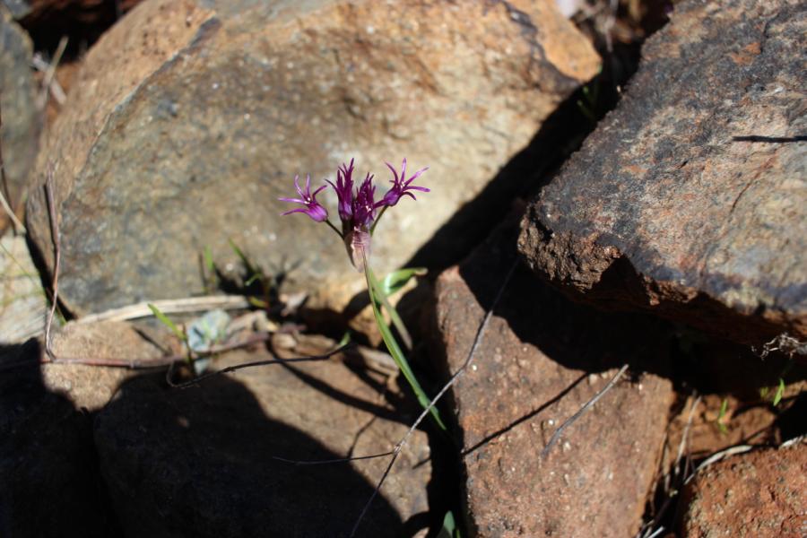 Wildflowers