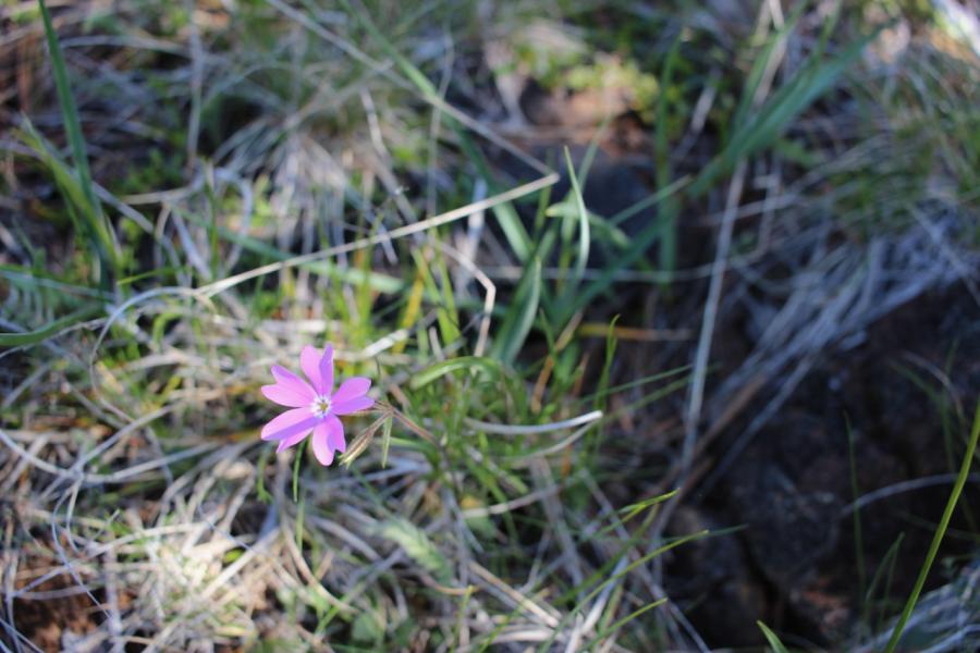 Wildflowers