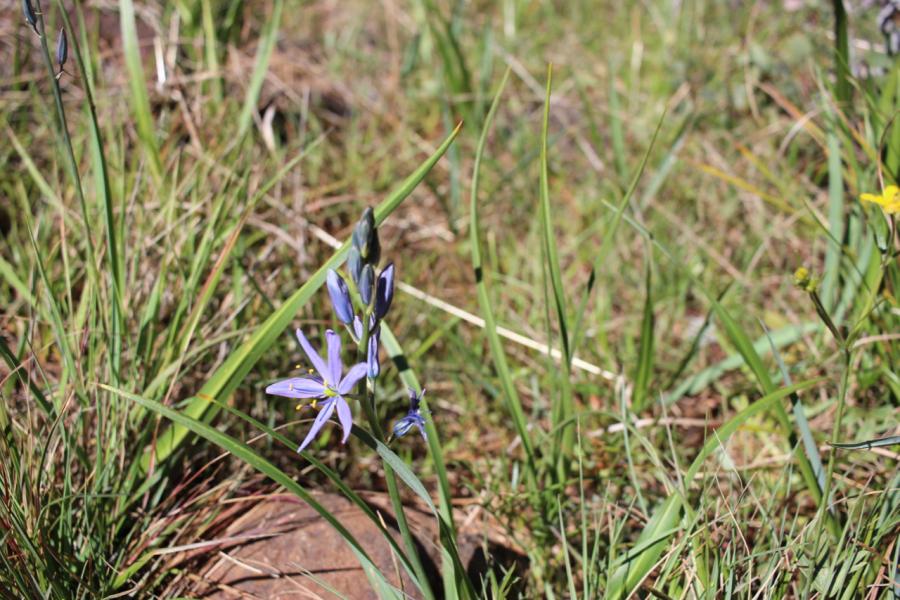 Wildflowers
