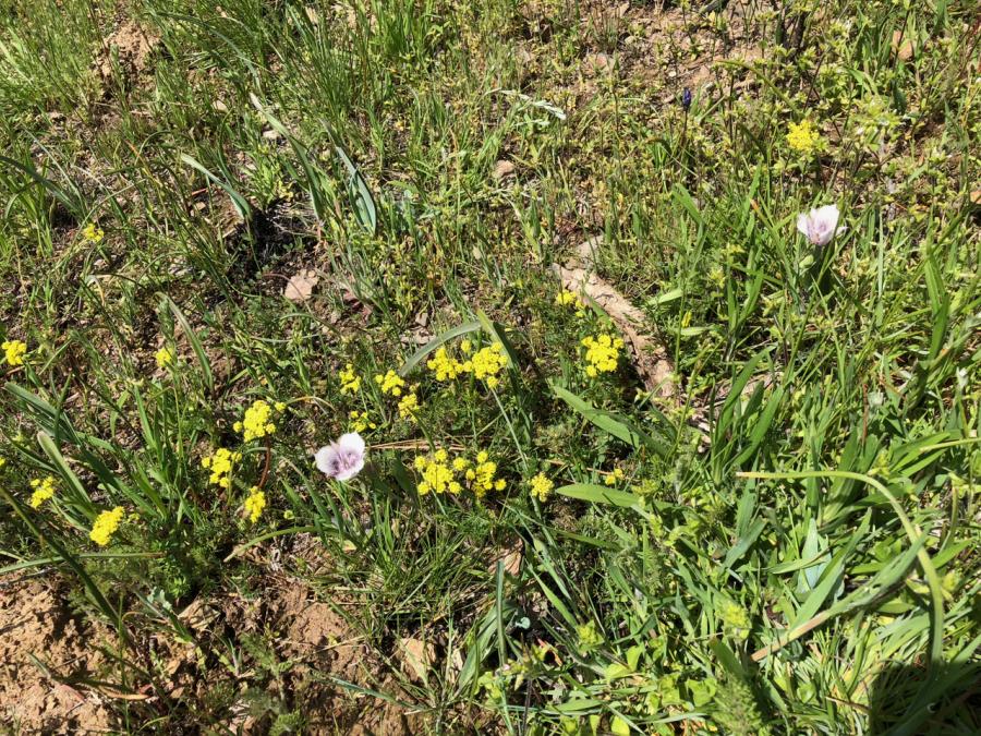 Wildflowers