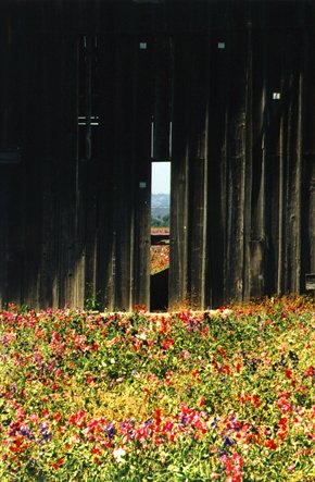 lompoc_flowers1