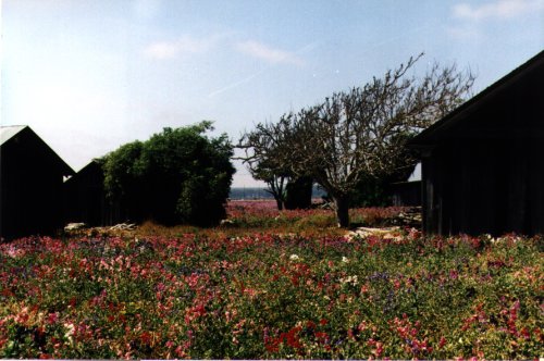 lompoc_flowers
