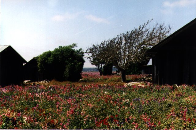 lompoc_flowers